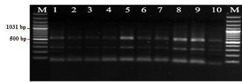 Streptococcaceae ailesi. Şekil 3.2.2.RFLP-PCR bulguları (Hha1 ile kesilmiş 16S rdna).  Streptococcus spp.