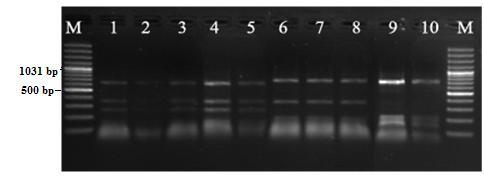 M: M:Moleküler ağırlık marker (GeneRuler 100bp DNA Ladder Plus, Fermentas, Litvanya) 1-5: S.