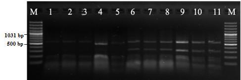 39 Şekil 3.2.4. RFLP-PCRbulguları (Msp1ile kesilmiş 16S rdna). M:Moleküler ağırlık marker (Gene Ruler 100bp DNA Ladder Plus, Fermentas, Litvanya) 1-3: S. agalactiae, 4-5: S.
