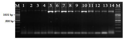 Hae3-Rsa1, Hae3-Alu1 enzim kombinasyonları ile yapılan RFLP-PCR analizinde; Hae3-Rsa1 kesiminden sonra elde edilen bant profillerinin farklılık gösterdiği saptandı (ġekil 3.2.6).
