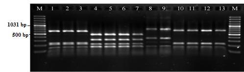 40 Şekil 3.2.6. RFLP-PCR bulguları (Hae3-Rsa1 ile kesilmiş16s-23s rdna) M:Moleküler ağırlık marker (Gene Ruler 100 bp DNA Ladder Plus, Fermentas, Litvanya) 1-3: S. agalactiae, 4-7: S.