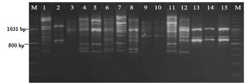 2.7). RAPD-PCR bant patternlerinin iģletme düzeyinde değerlendirilmesi sonucunda, iģletmelere spesifik ortak bir bant patterninin olmadığı ve suģların değiģkenlik gösterdiği belirlendi.