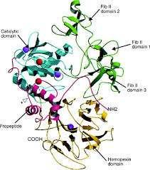 Matriks metalloproteinazlar (MMP), çinko metalloproteaz ailesinin matriksin olarak tanımlanan alt