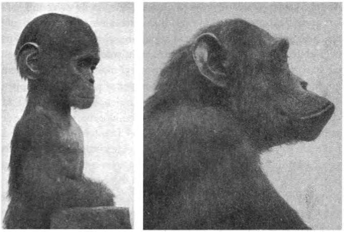 KAYI P İNSANLAR MI? ARTIK KAYIP DEGİLLER 191 Lang'ın çektiği yavru ve yetişkin şempanze fotoğrafları su görmüş müydü? Dr.