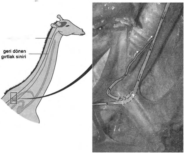 328 YERYÜZÜNDEKİ EN BÜYÜK GÖSTERİ vagus siniri Zürafanın gırtlak sinirinin yaptığı geri dönüş rafanın boynu şimdiki etkileyici uzunluğuna yaklaşmaya başladıkça, toplam maliyet (varsayımsal olarak),