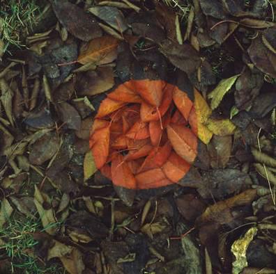 Şekil 10. Red Leaf Patch,Andy Goldsworthy, İngiltere, 1983 (Url 11).