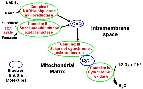 Mitokondriyal Hastalıklar Mitokondriyal respiratuar zincir Kompleks I II III IV V Enzim NADH-CoQ