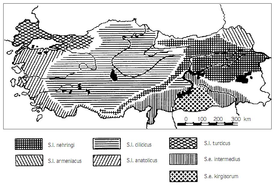 Şekil 1.2 Türkiye deki Spalax tür ve alttürlerinin yayılışını gösteren harita (Kıvanç 1988) Muhtemelen Alt Pleistosende Boğazlar oluşmadan önce türleşen ve ayrı iki populasyona ayrılmış. l.