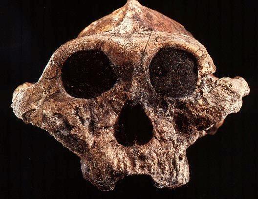 3 myö İnce yapılı Australopithekinlere
