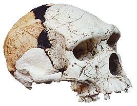 Homo ergaster = erectus? ~1.5-1.