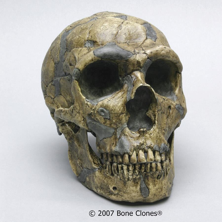 Homo neanderthalensis ~28,000-300,000 yıl önce Büyük beyinler (bizimkinden daha büyük) Afrika dışında