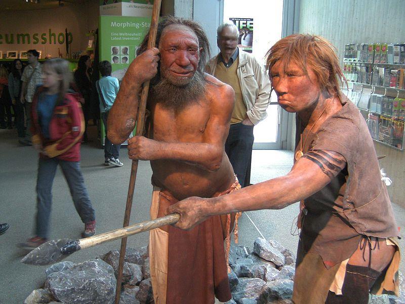 Homo neanderthalensis (Mcr1) alel mutasyonları kızıl saç ve açık renk tene işaret ediyor = az UV ışınları altında bir adaptasyon İnsanlarda farklı bir