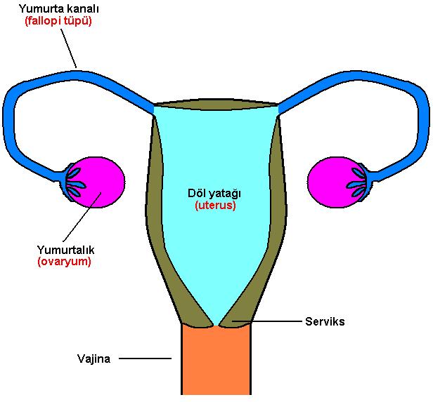 İNSANDA DİŞİ ÜREME SİSTEMİ **İnsanda dişi üreme sistemi: Dişi üreme sistemi; yumurtalık, yumurta kanalı, döl yatağı ve vajina olmak üzere (1) kısımdan oluşmuştur. 1. dört 2. karın boşluğunda_ 3.