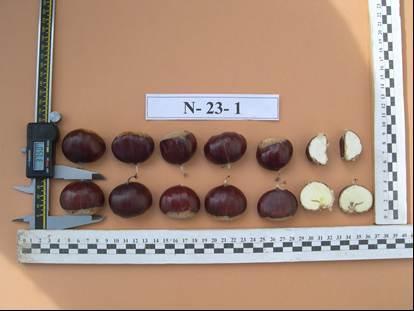 19 Şekil 3.3. N-23-1 genotipine ait meyve örnekleri 3.2. Yöntem Denemede 2010 yılı ürünü kullanılmıştır. Çalışma, kestane hasat döneminde başlamış ve 2010 ile 2011 yılları arasında yürütülmüştür.