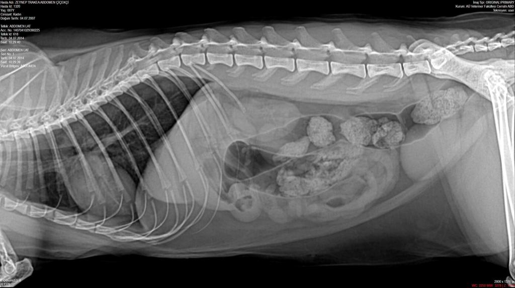 Böbrek boyutu Köpekte L2 vertebranın uzunluğunun 2.