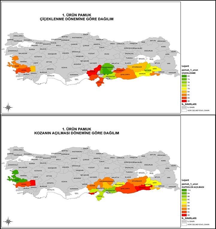 3.3 Pamuk ve Mısır Bitkilerinin Fenolojik Gelişim Süreçleri Şanlıurfa ili genelinde iki tarımsal dönem mevcuttur.