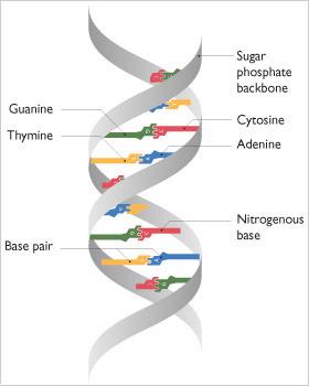 DNA: Deoksiribo Nükleik Asit. 23 çift kromozom! 3.000.000.000 baz.