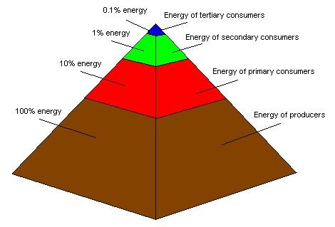 Bir ekosistemde kullanılabilir enerji miktarı, çoğunlukla bir piramit, enerji piramidi şeklinde gösterilir (Şekil 1-8).