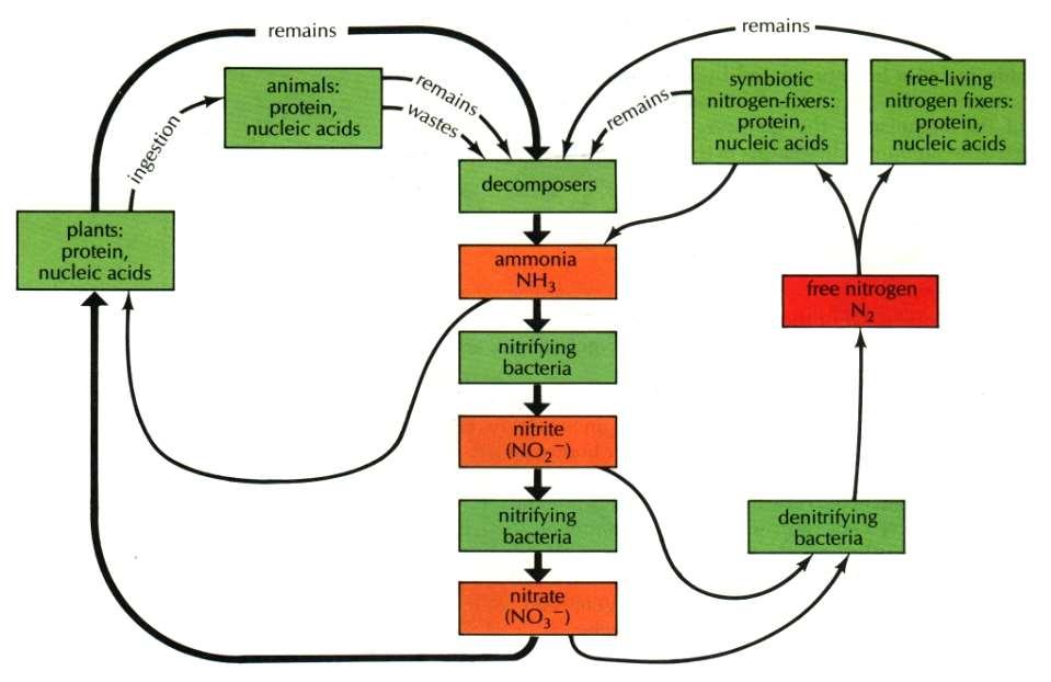 Şekil 37-9 azot döngüsünün çeşitli yollarını göstermektedir. Azot döngüsü, topraktaki kullanılır azot düzeyini oldukça sabit tutar.