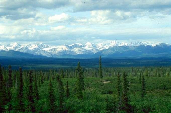 Beyaz ladin, Picea glauca, taygası, Denali Highway, Alaska. Wolverine, Amarikan sansarı, Gulo luscus Kuzey Amerika da geniş Tundradan güneye doğru inildikçe, vejetasyon kademeli olarak değişmektedir.