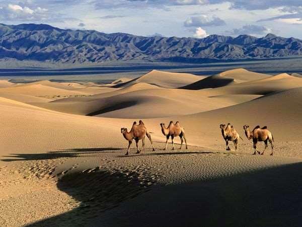 Gobi Çölü (Moğolistan Çin) Çoğu geceleyin aktif olan bu hayvanlar, sıcak gündüzleri yerdeki oyuklar içinde veya bulabildikleri bir gölgede saklanarak geçirirler.