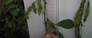 günlerde bitki gövdeleri üzerinde oluşan kahverengi ölü dokuların uzunluğu (NU) bir cetvel yadımı ile mm (±1) olarak aynı kişi