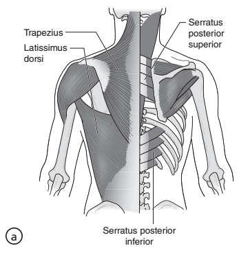 CORE KAVRAMI Candron (2006); bir hareket esnasında omurganın karın ve omurga kasları tarafından desteklenerek, omurganın en etkin pozisyonunu alması ve bunu koruması olarak ifade etmiştir.