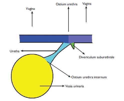1.1.4. İdrar Kanalı (Urethrae) İdrarın mesaneden alınıp vücut dışına atılmasını sağlayan, boşaltım sisteminin son kanalıdır.