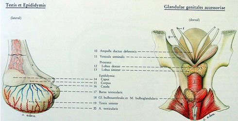 2.1.8. Erkek Eklenti Bezleri Urethranın başlangıcından itibaren geriye doğru sıralanan 3 adet bezdir. Bunlar vesicula seminalis, prostat ve cowper bezidir. Resim 2.3: Epididimis ve eklenti bezleri 2.