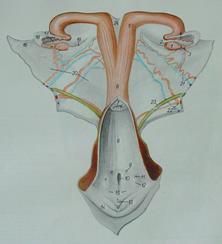 3.1.1. Ferç (Vulva) Dişi genital sisteminin dış kısmını oluşturur. Anusun hemen altında ortalama 12-15 cm boyunda vertical bir yarıktır. Deri kıvrımlarından oluşmuş iki dudaktan oluşur.