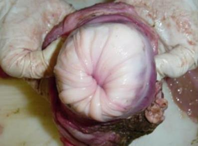 Resim 3.3: Portio vaginalis 3.1.4. Rahim, Döl yatağı, Kuzuluk (Uterus) İçi boş kassel bir organdır.