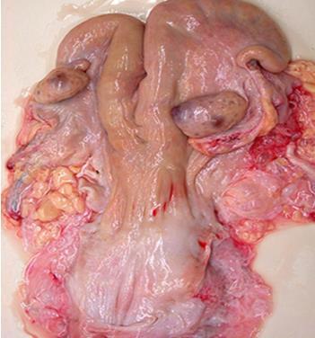 Ligamentum latum uteri (mezometriyum) adı verilen peritondan gelen iki büyük bağ ile sublumbal bölgeye asılmıştır.