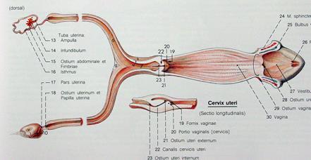 Resim 3.6: Cervix uteri, corpus uteri ve cervix uterinin kesit yapılmış görüntüsü Cervix uteri ihtiva ettiği goblet hücreleri tarafından servical mukus salgılar.