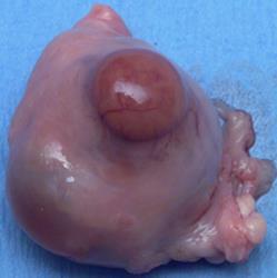 3.1.6. Ovaryum Dişi üreme sisteminin merkezini teşkil eder. Erkek hayvanlardaki testisin karşılığıdır. Biri sağ tarafta diğeri sol tarafta bulunan bir çift organdır.