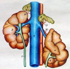 Hilus renalisten arteria renalis ve sinirler böbreğe girer. Vena renalis, lenf damarları ve ureter böbrekten çıkar.