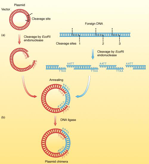 T4 DNA LİGAZ Kısa uzantılı yapışkan uçların ligasyonu düşük sıcaklıkta (4-8 C) uzun süre içinde (genelde bir gece boyunca) gerçekleştirilir.