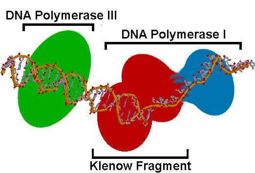 KLENOW FRAGMENT DNA nükleotit dizilerinin bulunmasında kullanılan ve ekzonükleaz faaliyetlerine sahip DNA