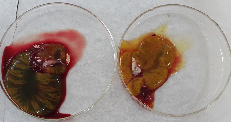Şekil 3.11. Kuluçkanın onsekizinci gününde 11 mg/kg FM (sol) ve kontrol (sağ) ve grubuna ait embriyoların vitellüs keseleri görülmektedir.