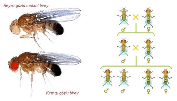 7.6 X-kromozomlarının