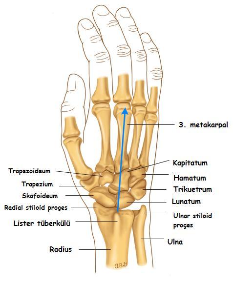 Şekil 2.2. El Bileği Kemiklerinin Dorsal Görünümü 2.1.4. Metakarpal Kemikler Beş tane olup radial taraftan başlayarak I,II,III,IV,V olarak numaralandırılır.