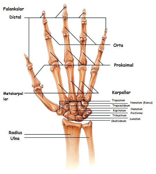 Şekil 2.3. El ve El Bileği Kemiklerinin Palmar görünümü 2.1.6. Bağ Yapısı El bileği kas iskelet sisteminin en kompleks eklemlerinden biridir ve bu eklem yapısı birçok bağı içerir [36].