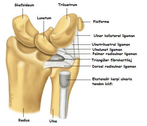 Şekil 2.5. Triangüler Fibrokartilaj Kompleks 2.1.8. El ve El Bileği Kas ve Tendon Yapısı El kasları tanımlama kolaylığı açısından ekstrensek ve intrensek kaslar olarak ikiye ayrılır.