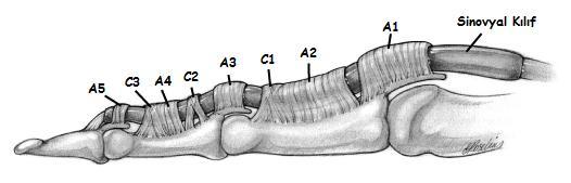 Şekil 2.6. Fleksör Pulley Sistemi 2.1.8.1.3.