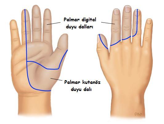 Ulnar Sinir Ulnar sinir C8 ve T1 sinir köklerinden gelen lifler