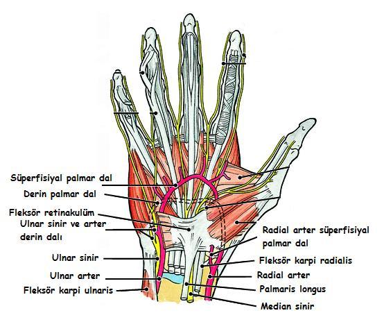 Şekil 2.12. El Arteryel Anastomuzu, Palmar Görünüm 2.1.10. El ve El Bileği Biyomekaniği 2.1.10.1. El Kinematiği Elin dengeli hareketleri ancak sabit ve hareketli ünitelerin varlığı ile gerçekleşmektedir.