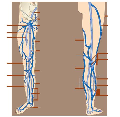 Tedavi Proksimal Distal Anterolateral yumak Femoral ven Derin femoral ven Popliteal ven Anterior venöz dallanma Anterior