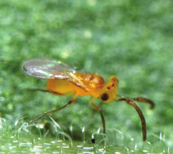 beyazsineği (Trialeurodes vaporariorum), Tütün beyazsineği (Bemisia tabaci) Eretmocerus eremicus