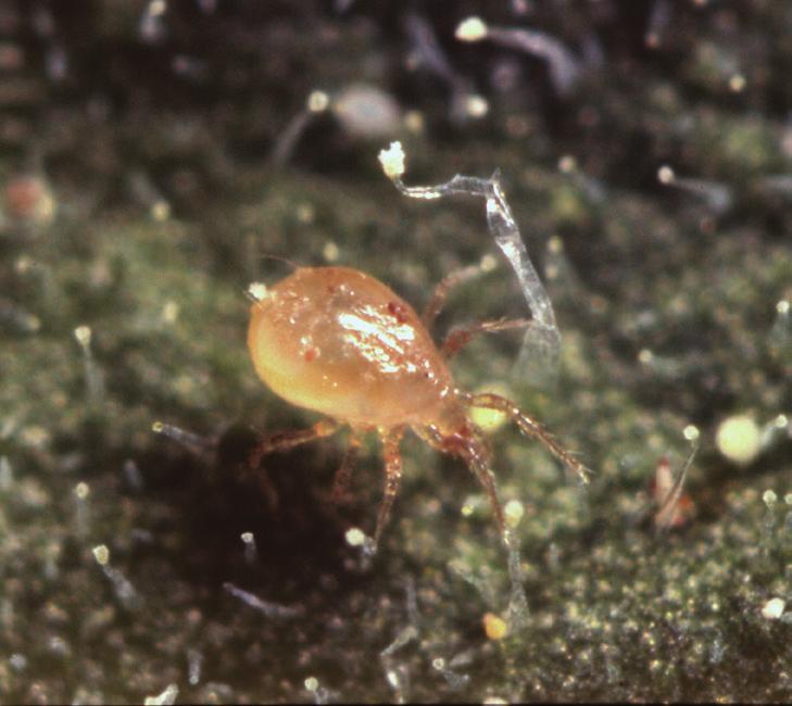 Macrolophus caliginosus Macrolophus caliginosus ın ergin ve nimfleri.