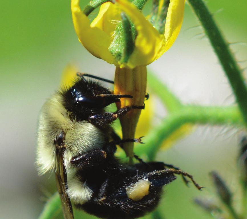 Sorular ve Cevaplar İle Bioglobal Bombus Arılarının Kullanımı Kovanın çalışması ile ilgili endişeleriniz var ise lütfen bu hususları dikkatle