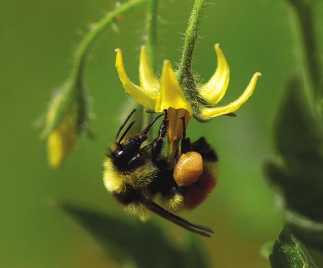 CEVAP: Bioglobal Bombus arı kovanı içindeki işçi arıların en iyi çalıştıkları sıcaklıklar 16-28oC dir.